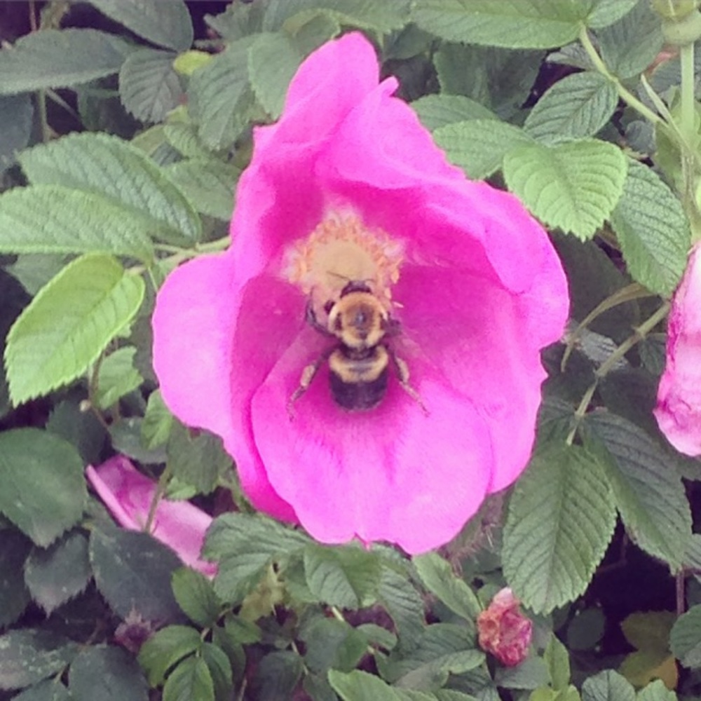 Meet your Posher, Lori